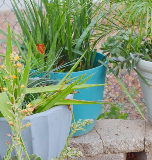 Community Takes Root at North Point Apartments: Travis's Story