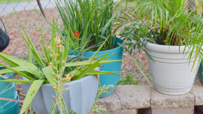 Community Takes Root at North Point Apartments: Travis's Story