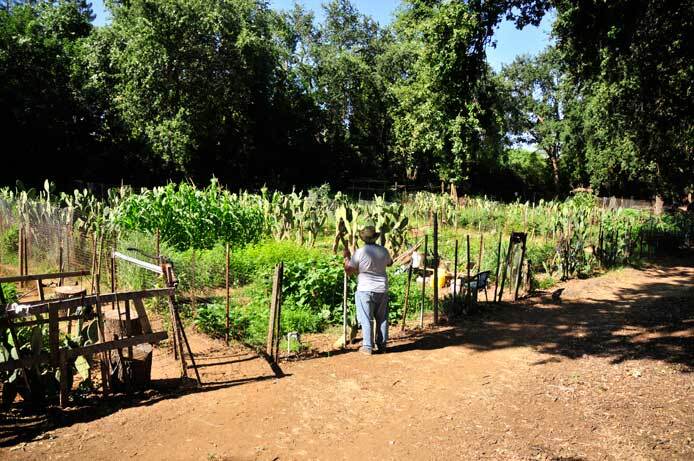 An exterior photo of the garden shows a dirt path in the foreground and several fenced areas containing the garden areas. A person is standing on the dirt path and looking into the garden area. They are wearing blue jeans, a gray tee shirt, and a hat.