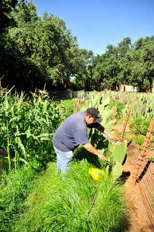 An exterior photo of a man working in a garden. There are corn stalks, cactus, and other plants. The man is wearing blue jeans, a navy blue tee shirt, and a black baseball hat. He is leaning over a cactus as he works in the garden. In the background are tall trees and a clear blue sky.